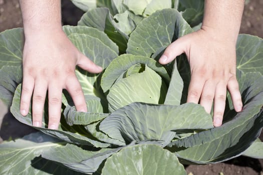 Hands near opened cabbage leaves