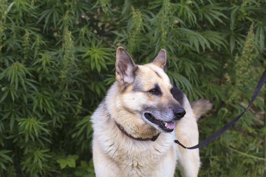 Dog near cannabis plants