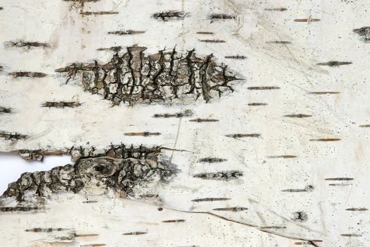 Bark of a birch. It was used during ancient times for manufacturing manuscripts, footwear and other domestic utensils 