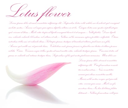 Lotus petal on white background with area for your text