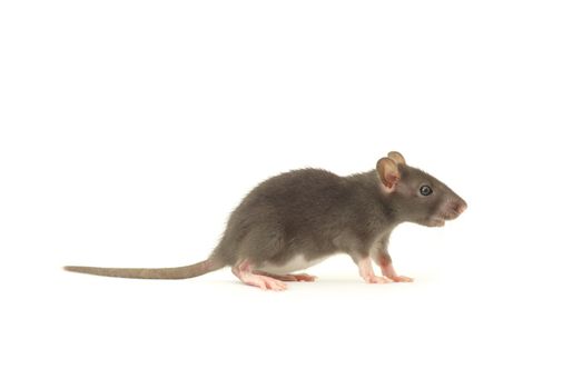 funny rat  isolated on white background