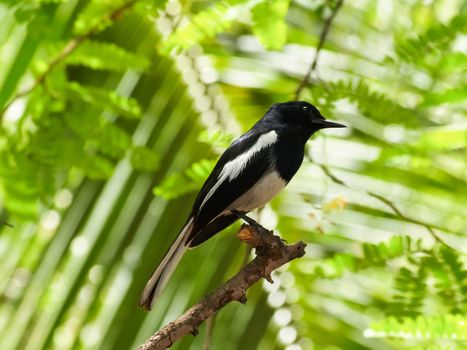 Male oriental magpie-robin (Copsychus saularis) standing on tree