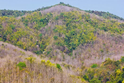 Deciduous trees in the mountain can cut a home