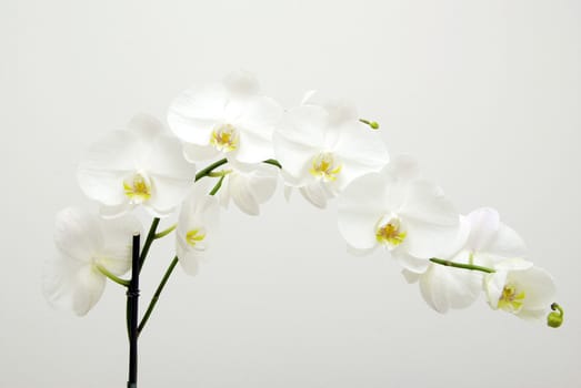 Blooming white orchids flower isolated on white background