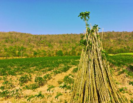 Cassava seedlings to coordinate the farm