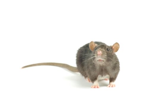  rat  isolated on white background
