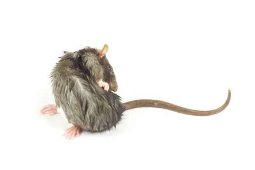 funny rat  isolated on white background