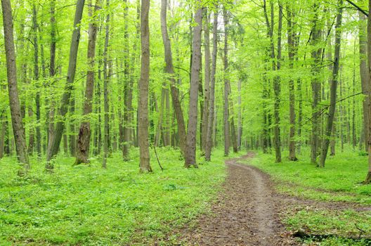 a path is in the green forest