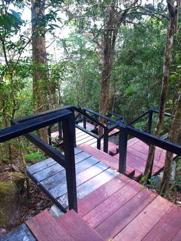 Descent staircase among trees lead to deep forest