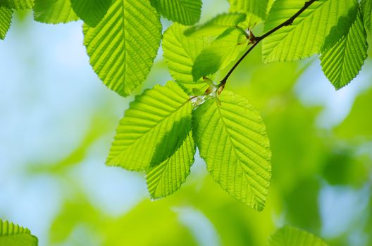 green leaves background in sunny day