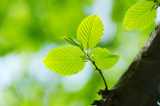 green leaves background in sunny day