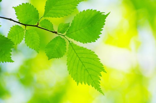 spring green leaves background in a sunny day