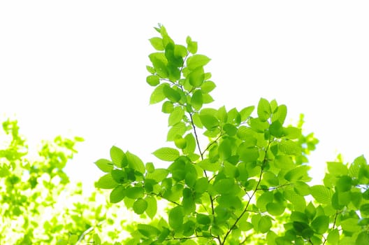 green leaves background on white  background