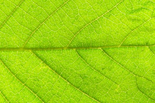 structure of leaf natural background