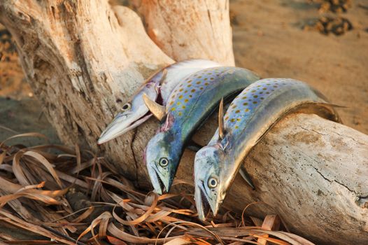 Freshly caught fish from the pacific coast of Costa Rica.