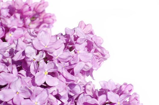 lilac flower isolated on white background
