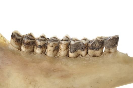 Macro closeup of worn teeth of deer in jawbone on white background