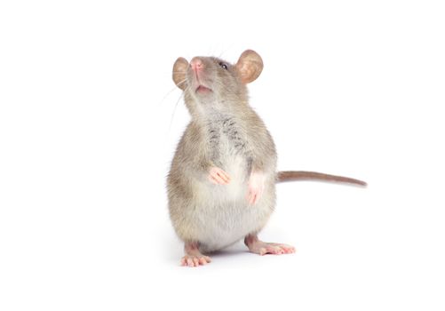 rat isolated on white background