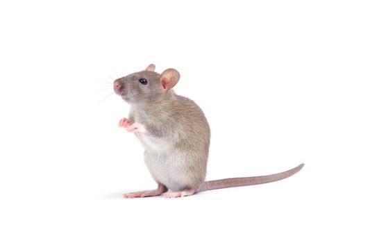 rat isolated on white background