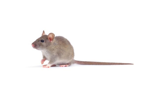 rat isolated on white background
