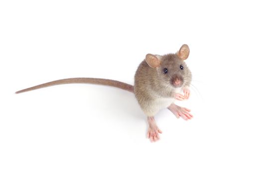 rat isolated on white background