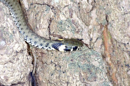 macro of a grass snake in the nature