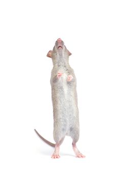 rat isolated on white background