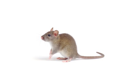 rat isolated on white background