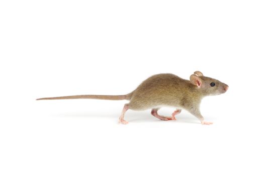 rat isolated on white background