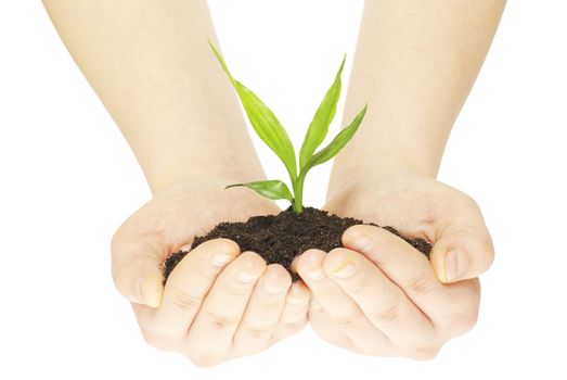 plant in female hands isolated on white background