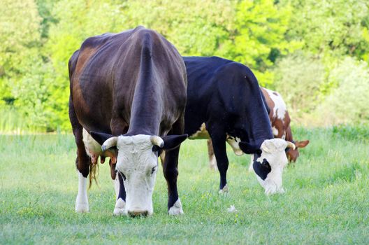 cows on a green meadow