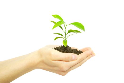  holding a plant between hands on white
