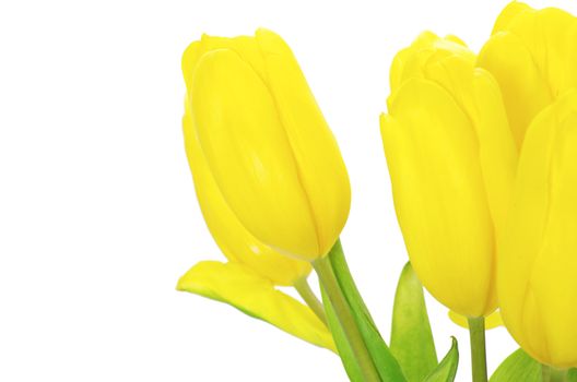 yellow tulips isolated on white background