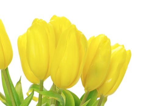 yellow tulips isolated on white background