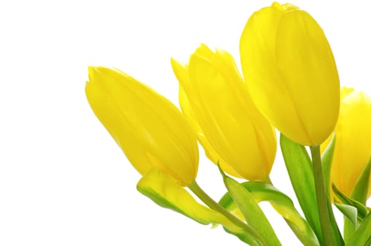 yellow tulips isolated on white background