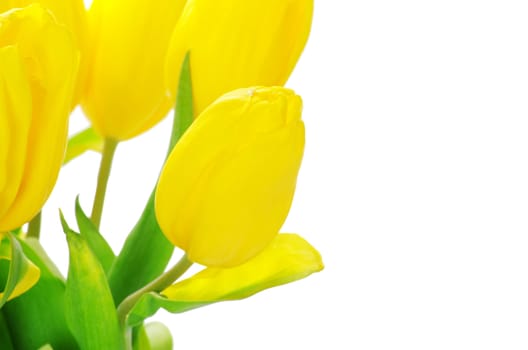 yellow tulips isolated on white background