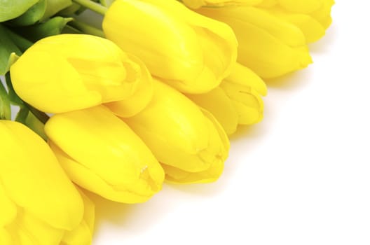 yellow tulips isolated on white background