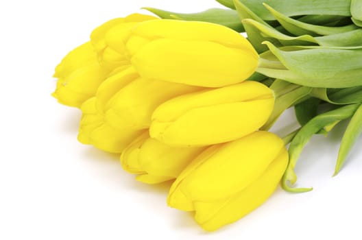 yellow tulips isolated on white background