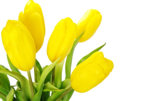 yellow tulips isolated on white background