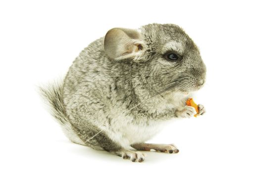 gray chinchilla isolated on white
