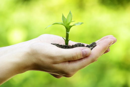 plant in the hand on  green background