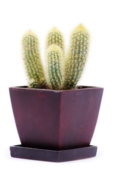 cactus isolated over white background