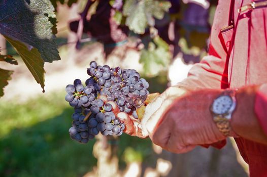 Man collecting the best wine grapes with his cutter