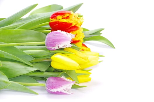 bouquet of the tulips on white background