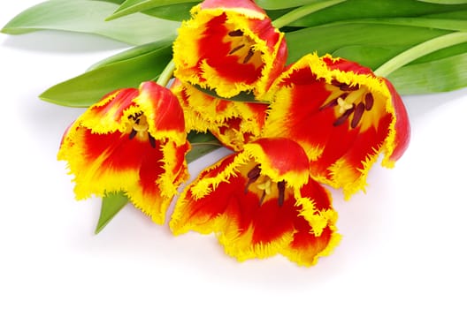 bouquet of yellow tulips isolated on white