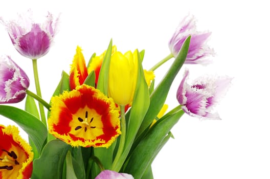 bouquet of the tulips on white background