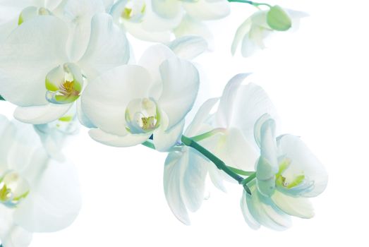 White orchid isolated on white background