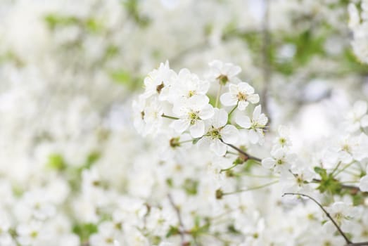  Close up of the cherry blossoms  
