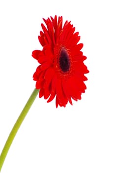 gerbera flower closeup on white background