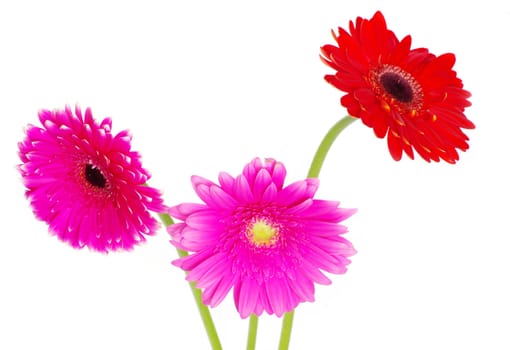 colorful gerberas on white background